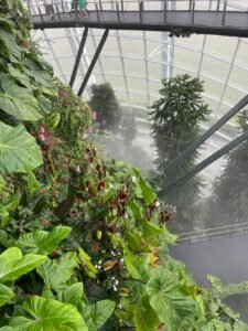 Cloud Forest 01